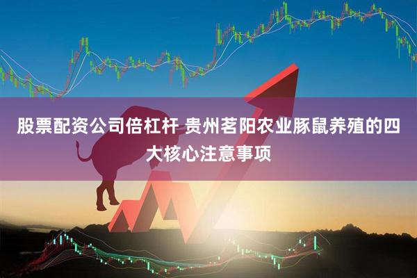股票配资公司倍杠杆 贵州茗阳农业豚鼠养殖的四大核心注意事项